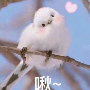 足疗勾搭!天然巨乳离异少妇穿上黑丝无套内射
